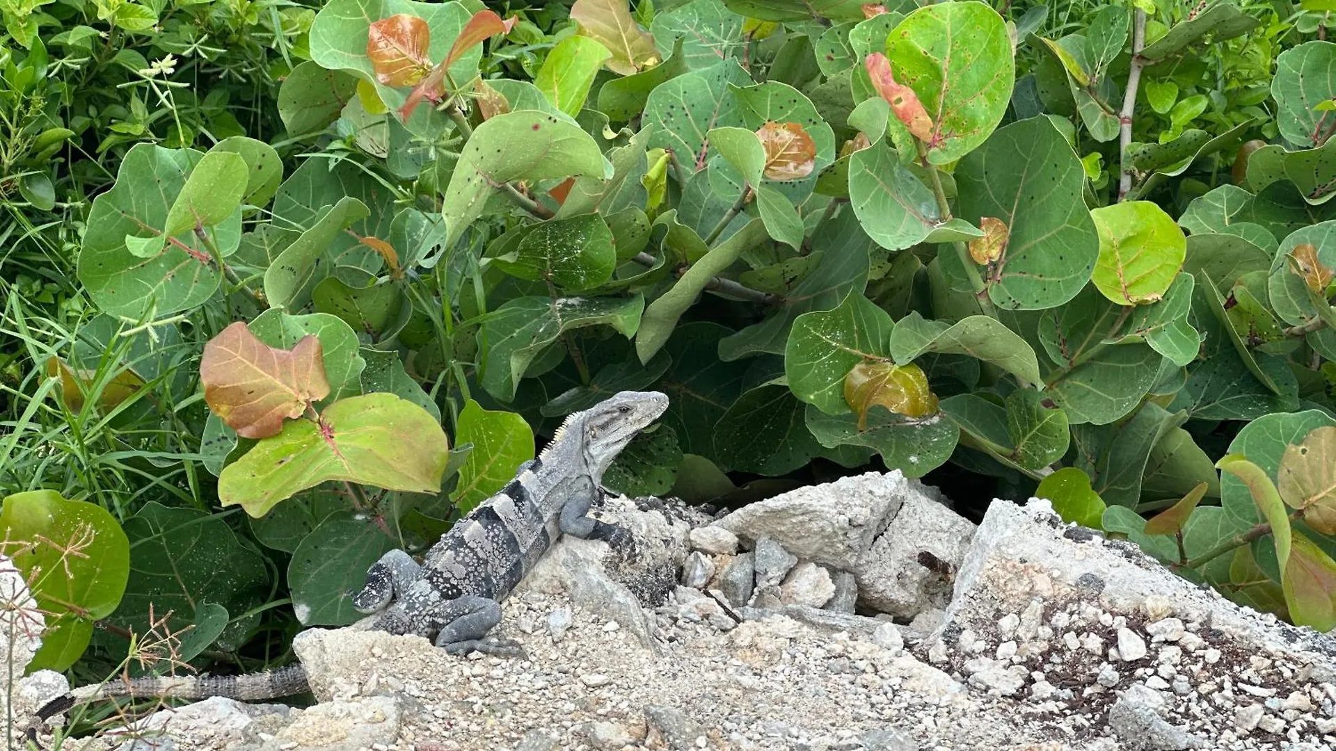 Yaxche By Andiani Travel Apartment Isla Mujeres 0*,  Mexico